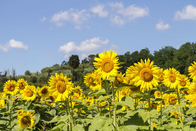 Close-up of yellow sunflowers in field against sky