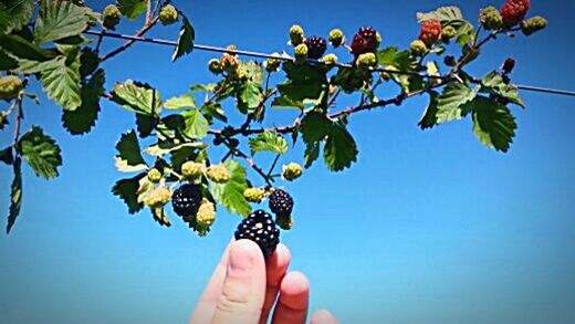 CLOSE-UP OF HAND HOLDING BERRIES ON TREE
