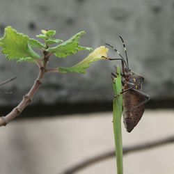 Close-up of plant