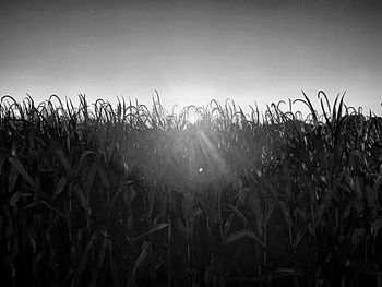 Plants growing on field at sunset