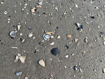 High angle view of birds on sand