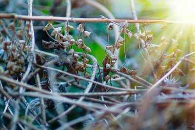 Close-up of dry plants on land