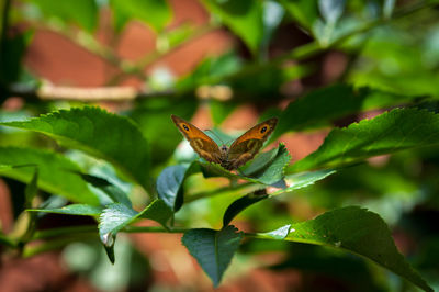 Close-up of insect on leaves