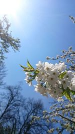 Low angle view of flowers blooming on tree