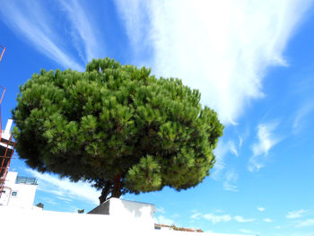 Low angle view of trees against sky