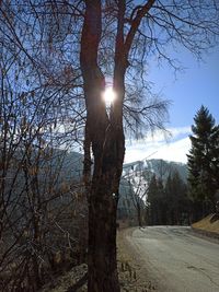 Sun shining through bare tree