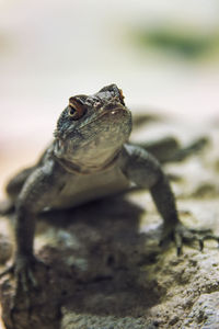 Close-up of lizard on rock