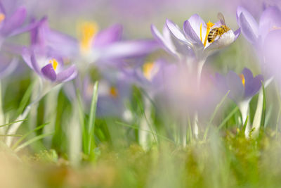 Close-up of purple crocus flowers on field