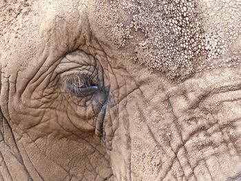 Close-up of elephant