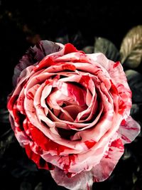 Close-up of pink rose blooming outdoors