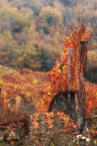 View of autumnal trees against dramatic sky