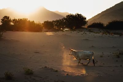 Side view of cow walking on sand against clear sky during sunset