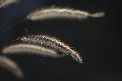 Close-up of wild grass