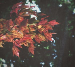 Close-up of maple leaves on tree