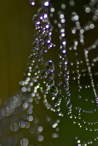 Close-up of water drops on illuminated christmas tree