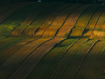 Full frame shot of agricultural field