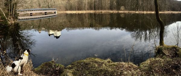 Swan swimming in lake