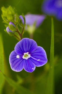 Close-up of purple flowering plant