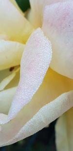 Close-up of purple flowering plant