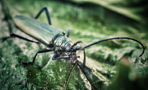 Close-up of insect