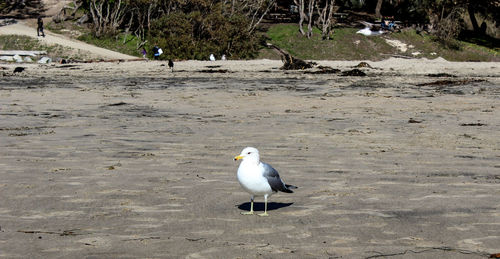 Seagull perching on shore