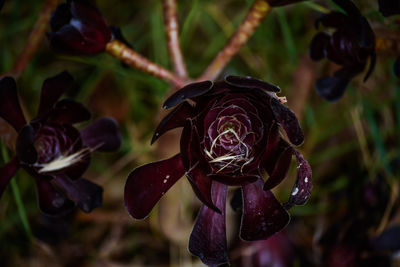 Close-up of wilted flower