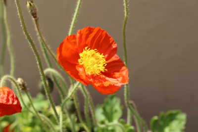 Close-up of orange flower blooming outdoors