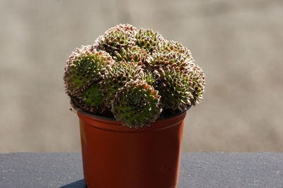 Close-up of potted plant on table