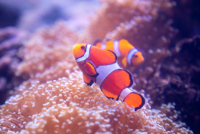 Close-up of fish swimming in sea