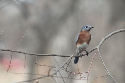 Close-up of bird perching on wire