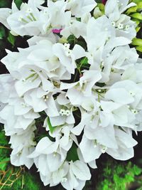 Close-up of white flowers