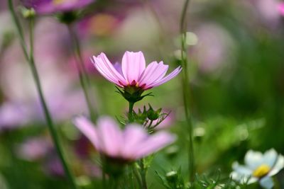 Close-up of pink flowering plant