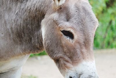 Close-up of horse on field