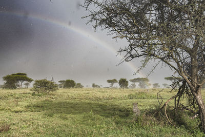 Scenic view of field against sky