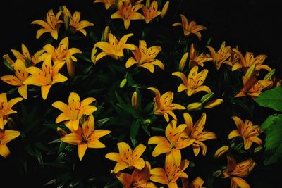 Close-up of yellow flowering plants