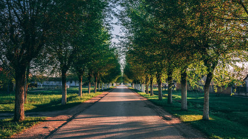 Road amidst trees in park during autumn