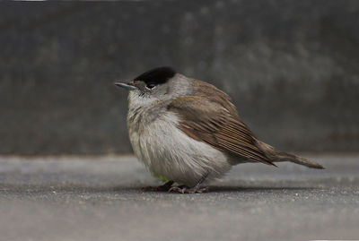 Close-up of bird perching outdoors