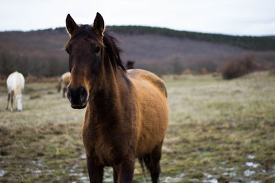 Portrait of horse standing on grassy field against mountain