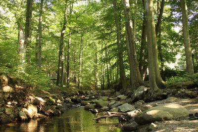 Scenic view of stream amidst trees in forest