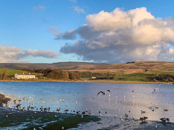 View of birds in lake against cloudy sky