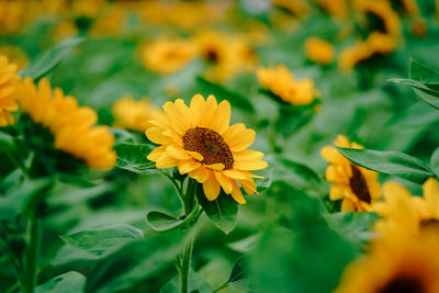 Close-up of yellow flowering plant on field