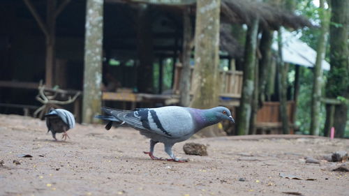 View of birds on land