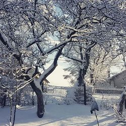 Bare trees on snow covered landscape