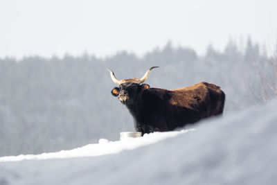 Horse on snow covered field