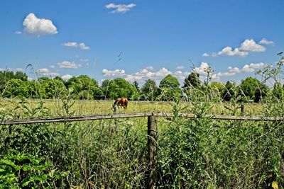 Horses in a field