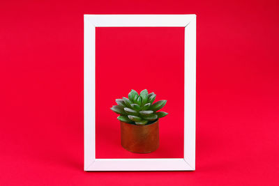 Close-up of potted plant against red wall