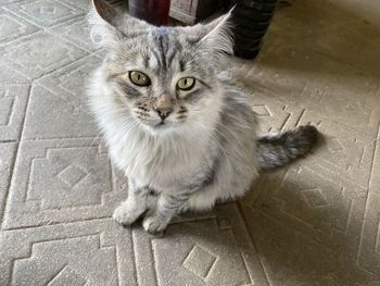 Portrait of cat sitting on floor