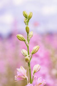 Close-up of pink flowering plant