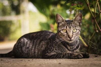 Portrait of cat sitting outdoors