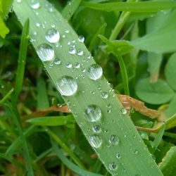 Close-up of water drops on leaf